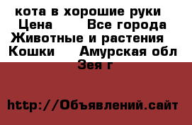 кота в хорошие руки › Цена ­ 0 - Все города Животные и растения » Кошки   . Амурская обл.,Зея г.